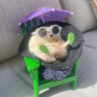 @Hedgieinugg