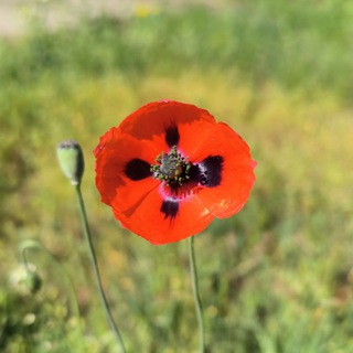 𝓔𝓵𝓭𝓸𝓻𝓪𝓭𝓸