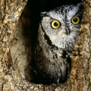 @hp_love_owl