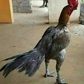 🔵🐔🔴دیوار لاری🔴🐔🔵
