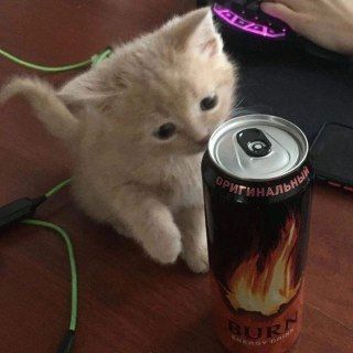 husik?