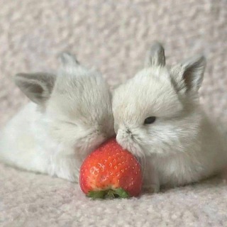 @IamPidorXD