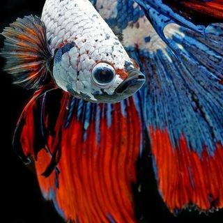 Ikan laga BETTA fish