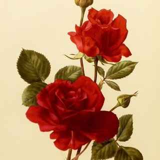 @infkelk