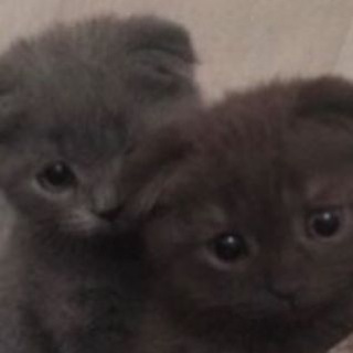@infochanskisser