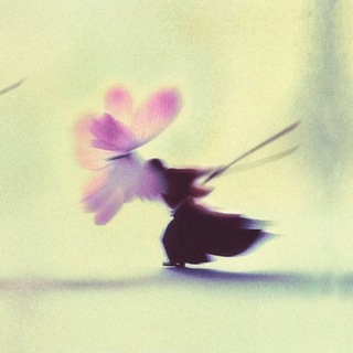 @infoo_Kosha