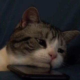 @inijus