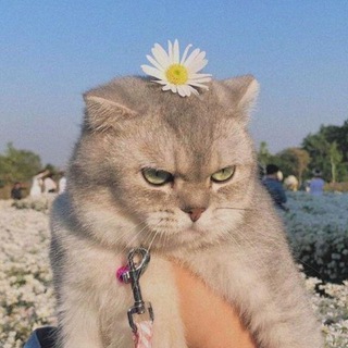 @inspector_f