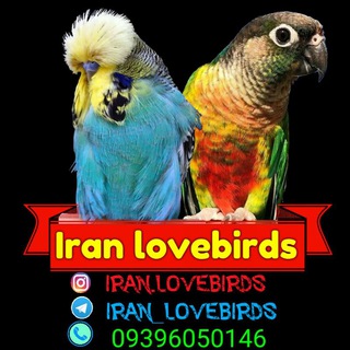 ایران لاوبیردس