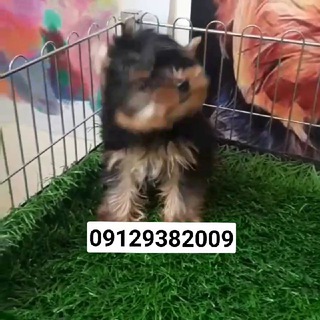 Iran_pet_shop