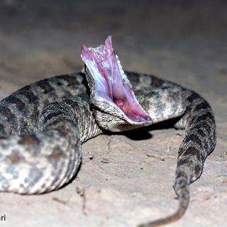 Iranian_Herpetology