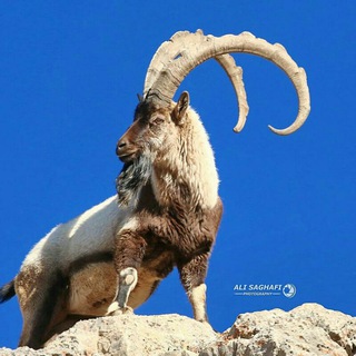 طبیعت و حیات وحش ایران