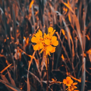 صدقة جارية 🌼