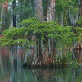 Мой Swamp