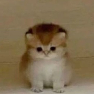 @Jemison0