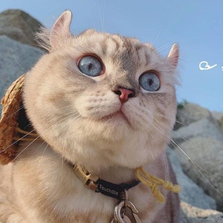 交易猫