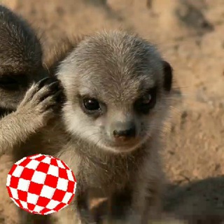 @JMeerkat_777
