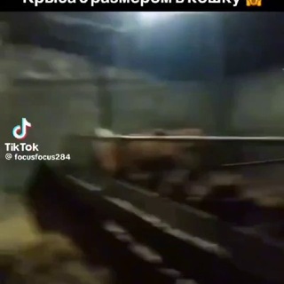 @JohnPork_JP