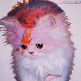 @jupupunya