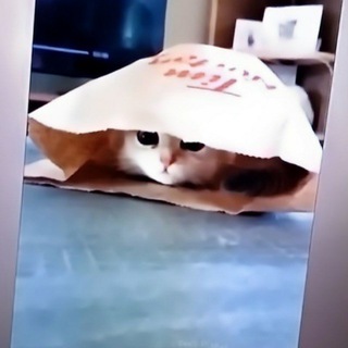 @k9girllzz