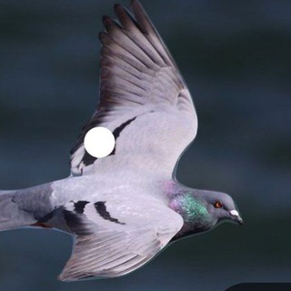 @kabotar_amir1365