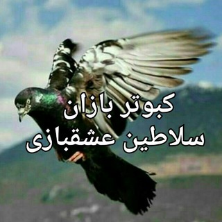 کبوتر بازان💯