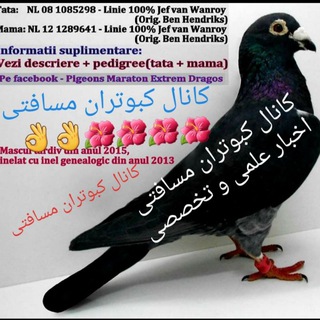 کانال کبوتران مسافتی