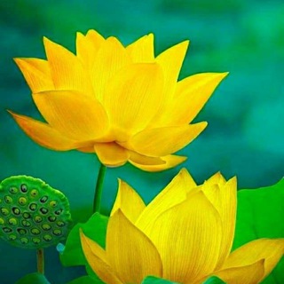 @kanglemeitian