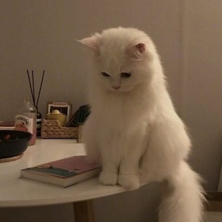 @kann0li