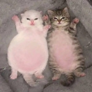 @Kaori_maow