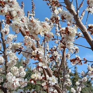 روستای همه سین سرای من است