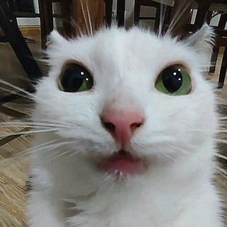 @KasKat4
