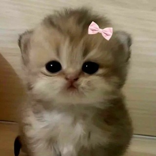 @KAZA5282