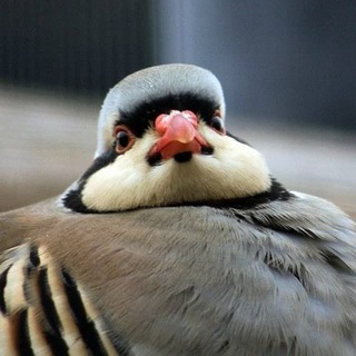 Vladislav Tislenko (keklick1337