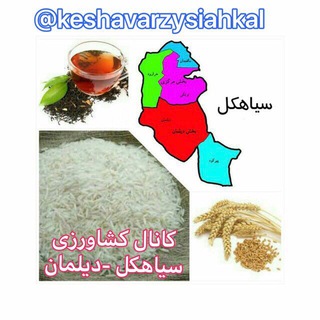 🌾 کانال کشاورزی سیاهکل-دیلمان🌾