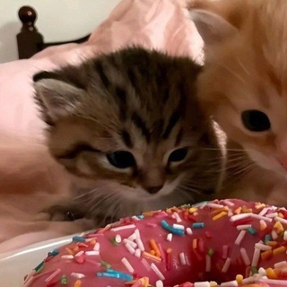 @Kitten3736