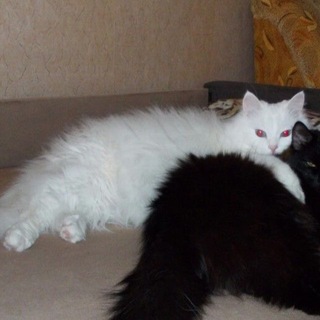 @KITTY_MEOWUK