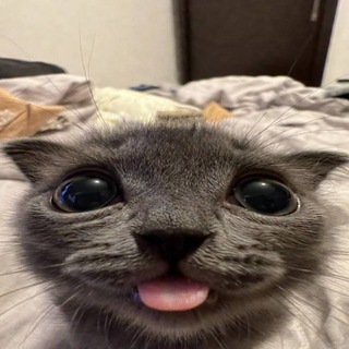 @Kot40i