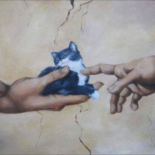 @kotishe4ki
