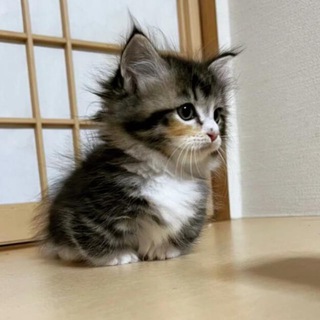 @Ksangbot