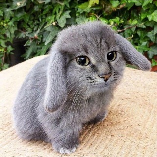 @lol_kecs