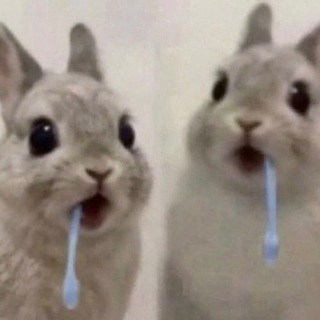 @lotimi0