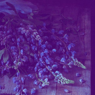 @Lup1nflw_V4se