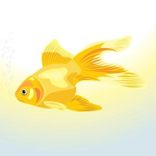 🐠 Золотая рыбка 🐠
