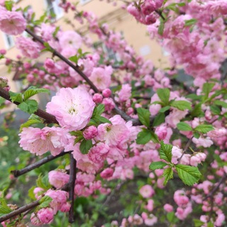 Тихоня Тихонова