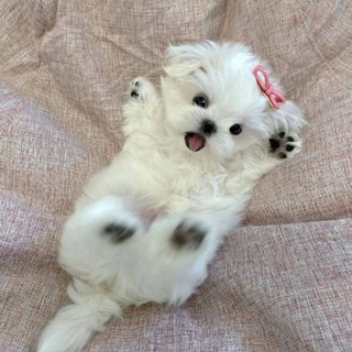 @m2hollis_222h
