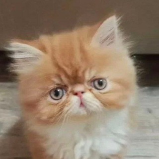 @mafiososkitten