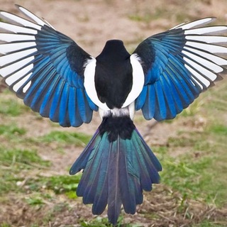 @magpielongtail
