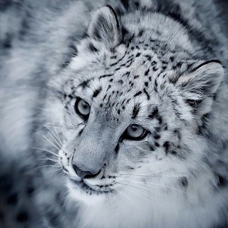 @Mairon1794