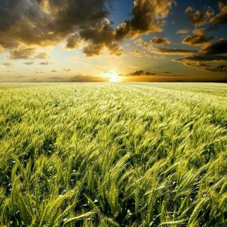 Market Farming